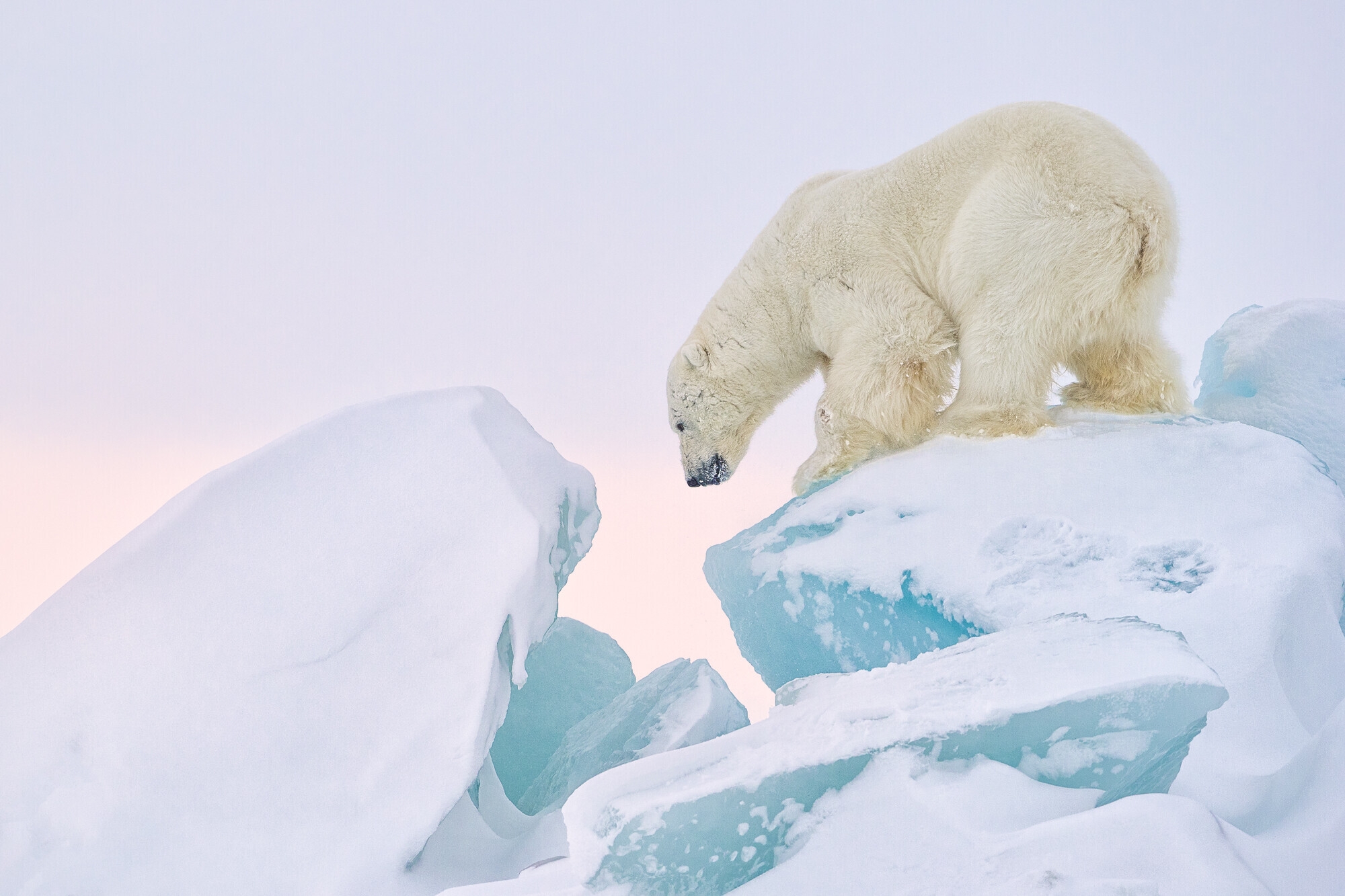 Eisb&auml;r klettert auf Eisbergen